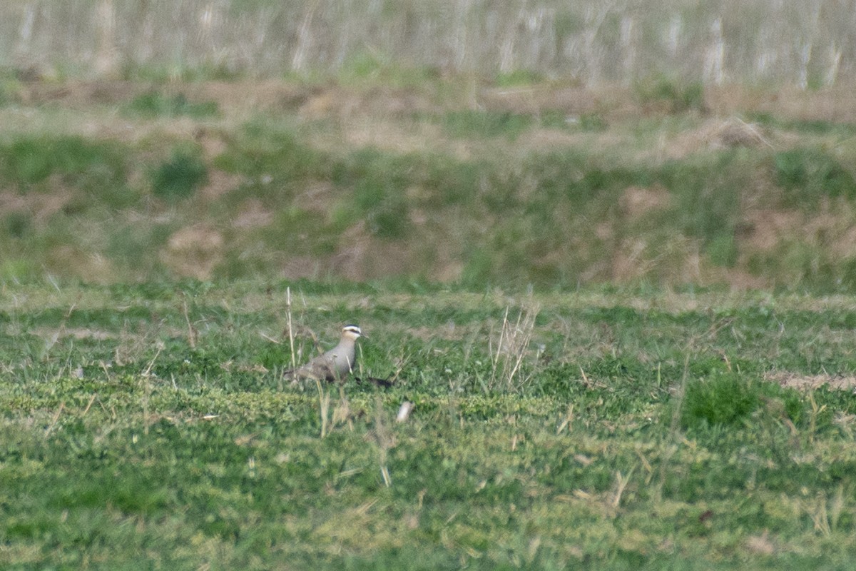 Sociable Lapwing - ML632435945