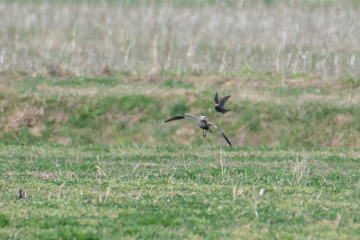 Sociable Lapwing - ML632435946