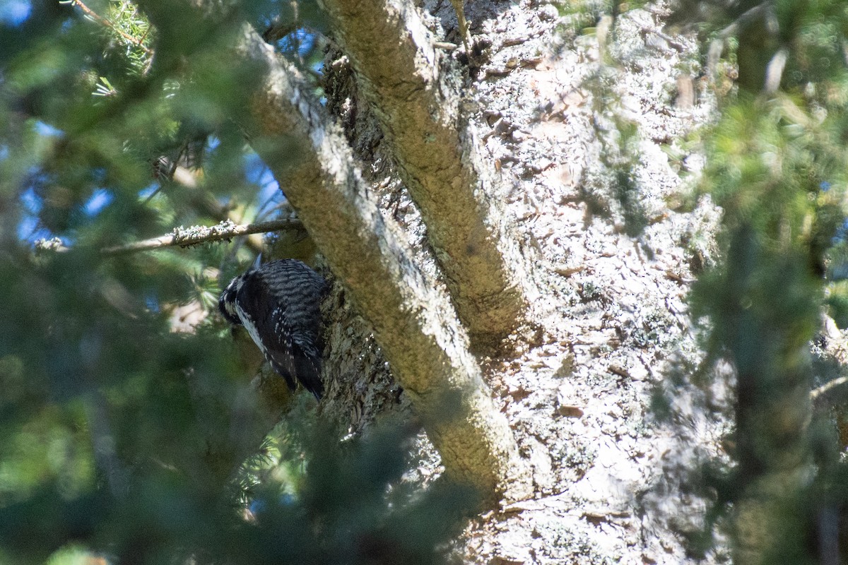 Eurasian Three-toed Woodpecker - ML632435955