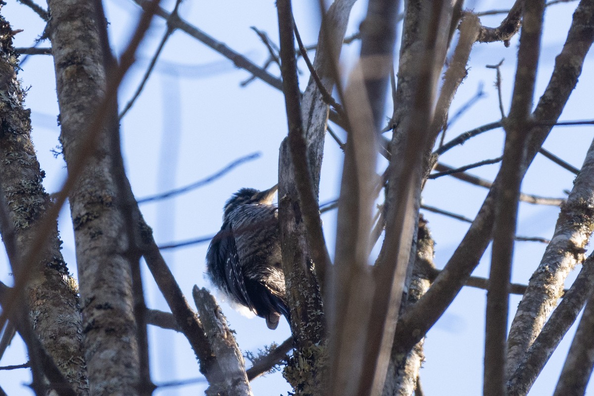 Eurasian Three-toed Woodpecker - ML632435956