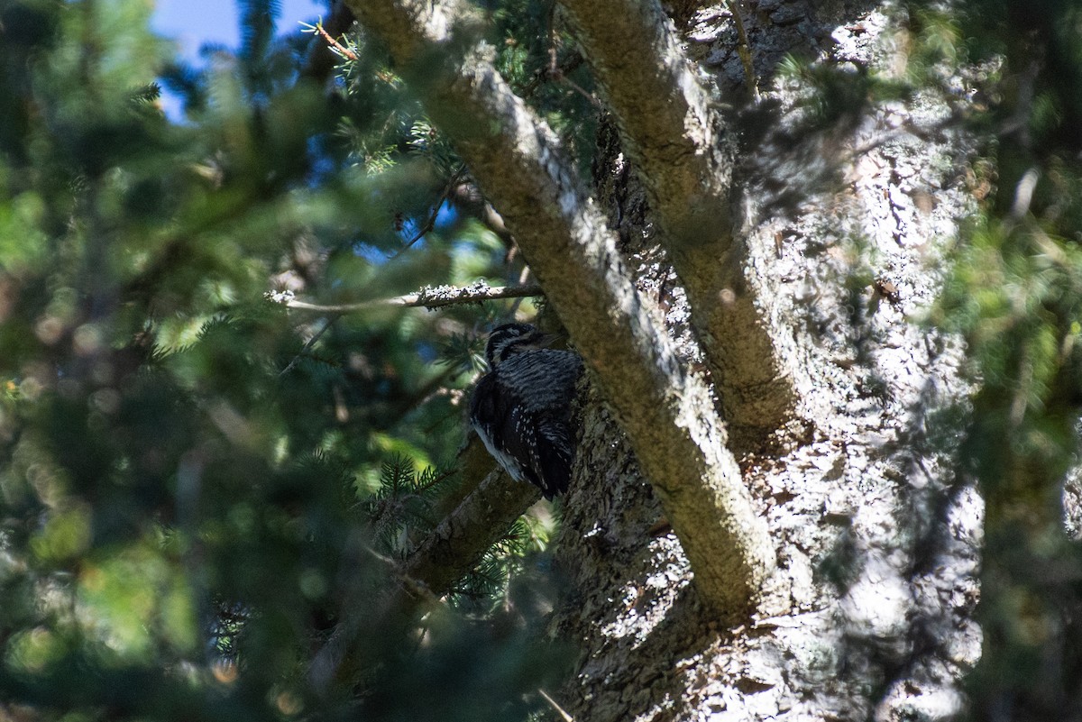 Eurasian Three-toed Woodpecker - ML632435957