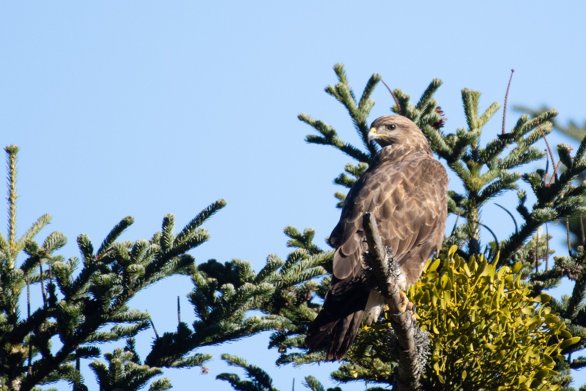 Common Buzzard - ML632435959