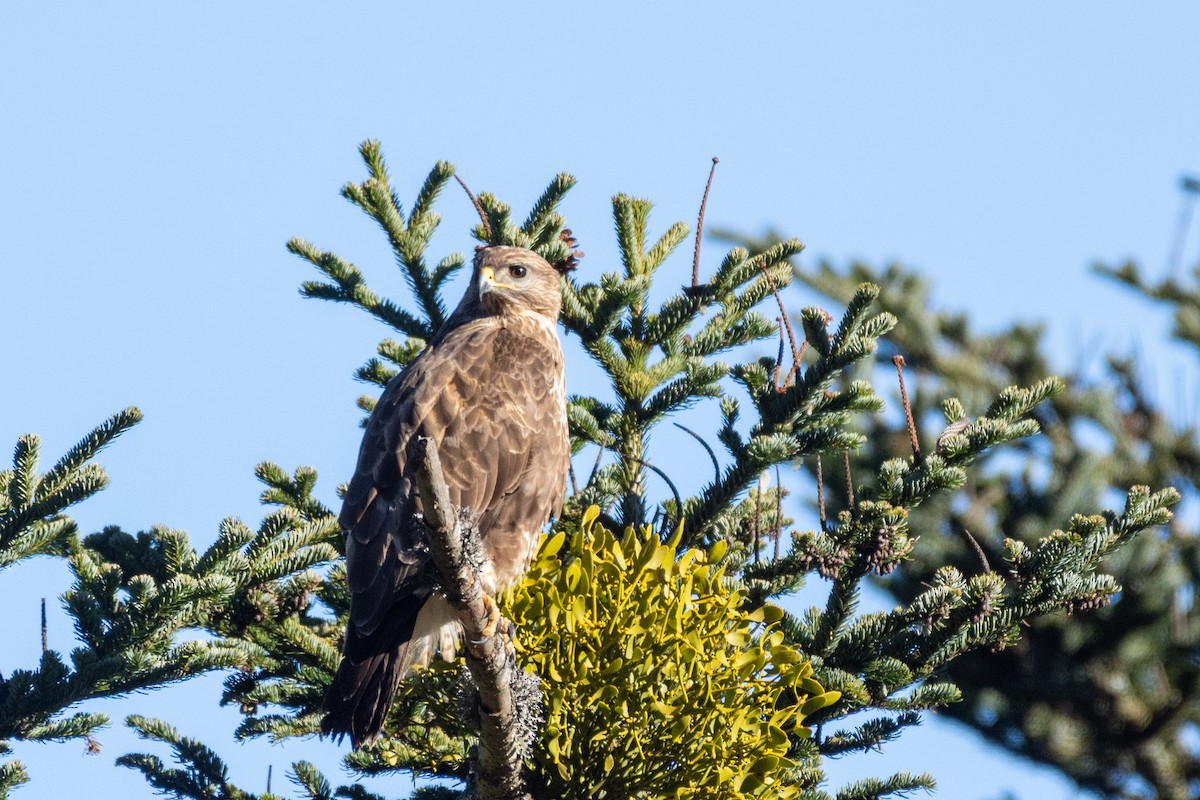 Common Buzzard - ML632435960