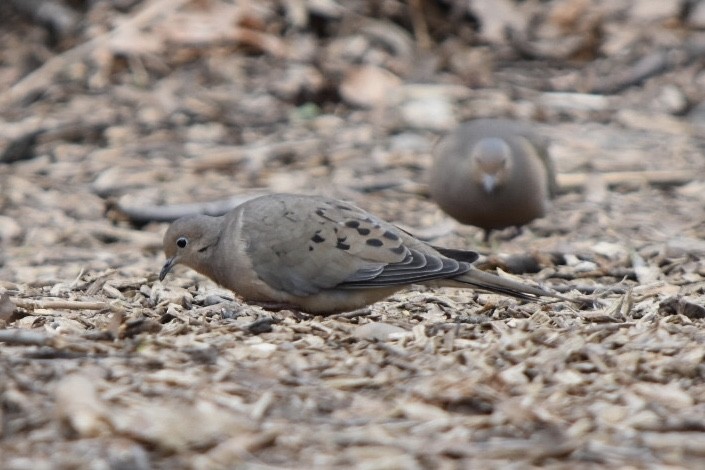 Mourning Dove - ML632436036