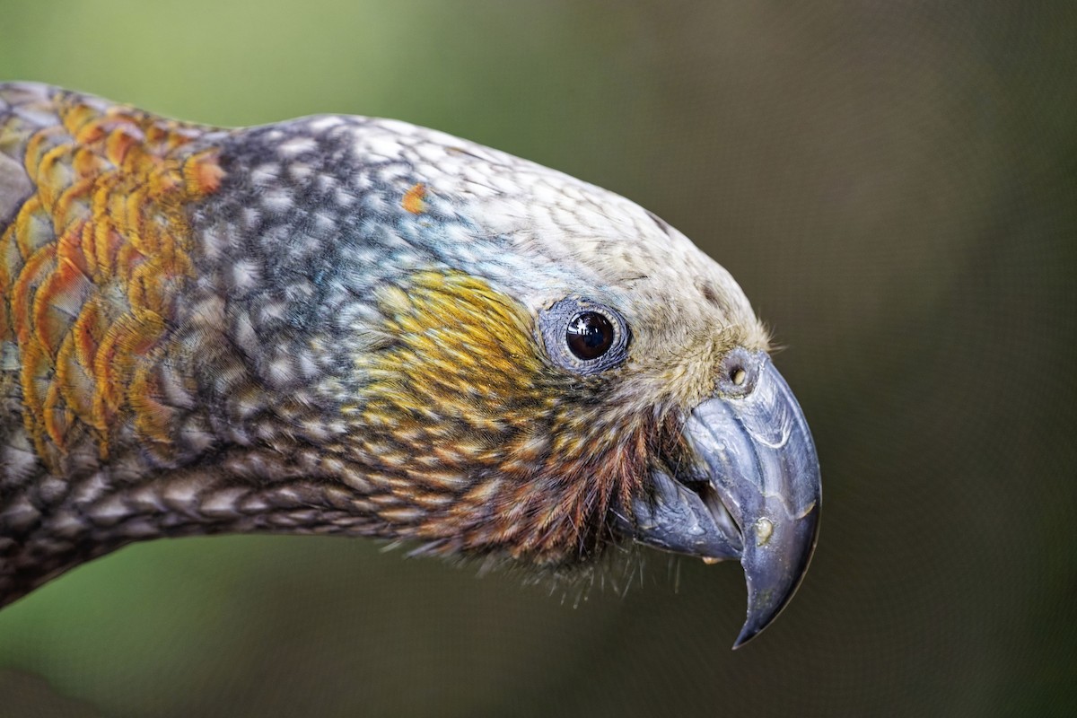 New Zealand Kaka - ML632436096