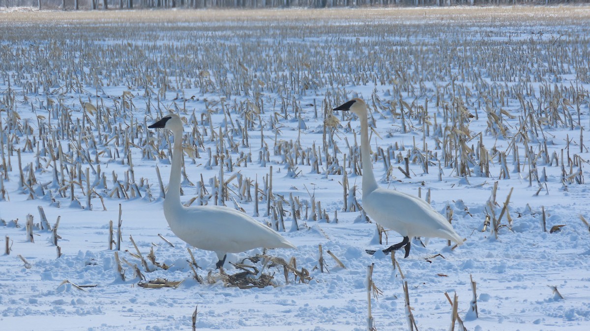 Trumpeter Swan - ML632436236
