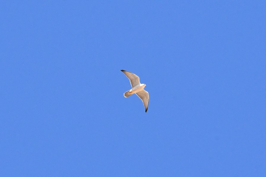 Hego-belatza - Asier Sarasua