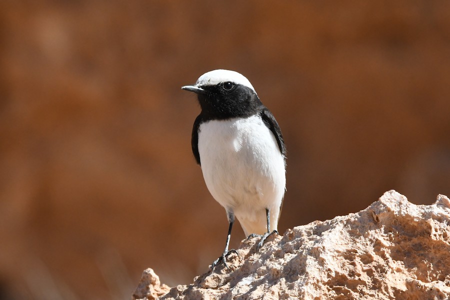 Mourning Wheatear (Maghreb) - Asier Sarasua