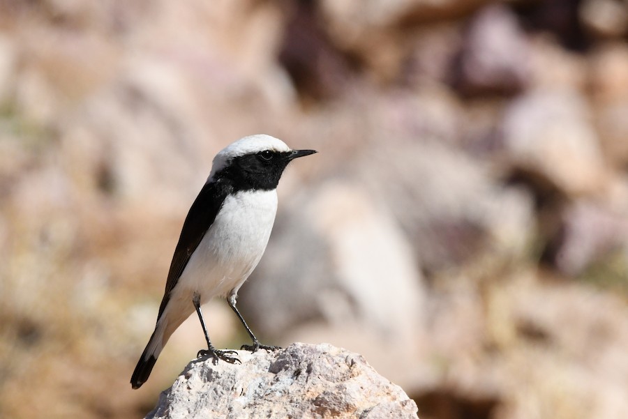 Mourning Wheatear (Maghreb) - Asier Sarasua