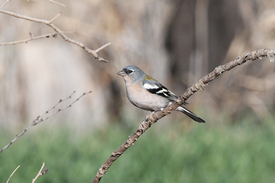 Txonta afrikarra - Asier Sarasua