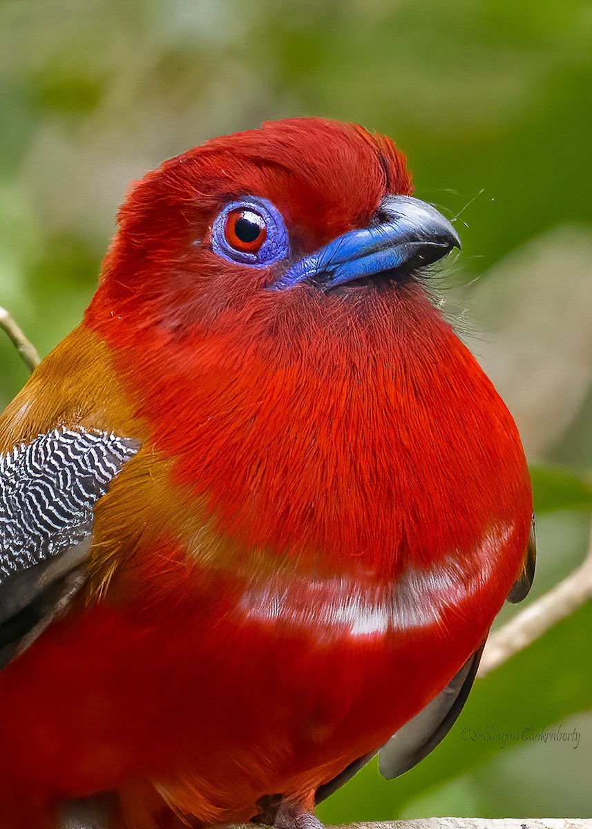 Red-headed Trogon - ML632436443