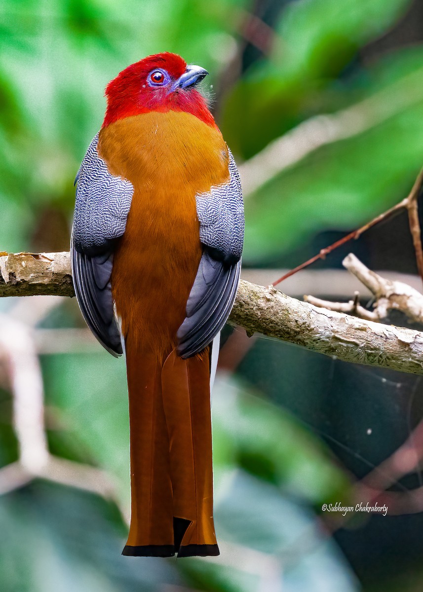 Red-headed Trogon - ML632436445