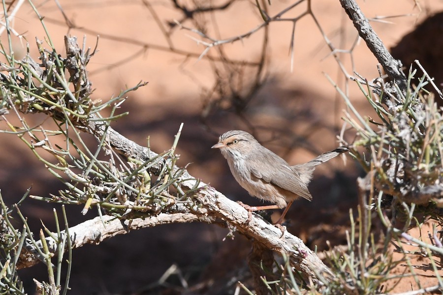 Scrub Warbler - Asier Sarasua