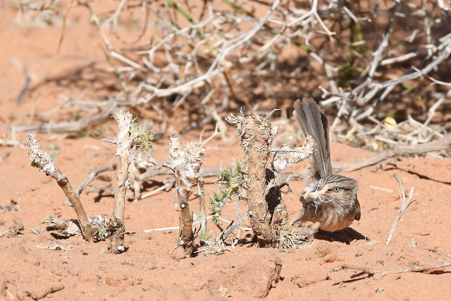 Scrub Warbler - Asier Sarasua