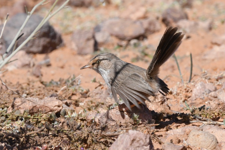 Scrub Warbler - Asier Sarasua