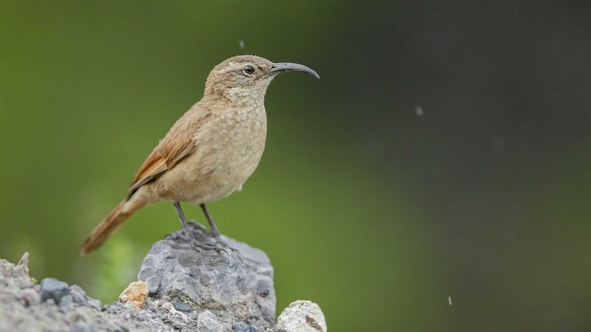 White-throated Earthcreeper - ML632436495