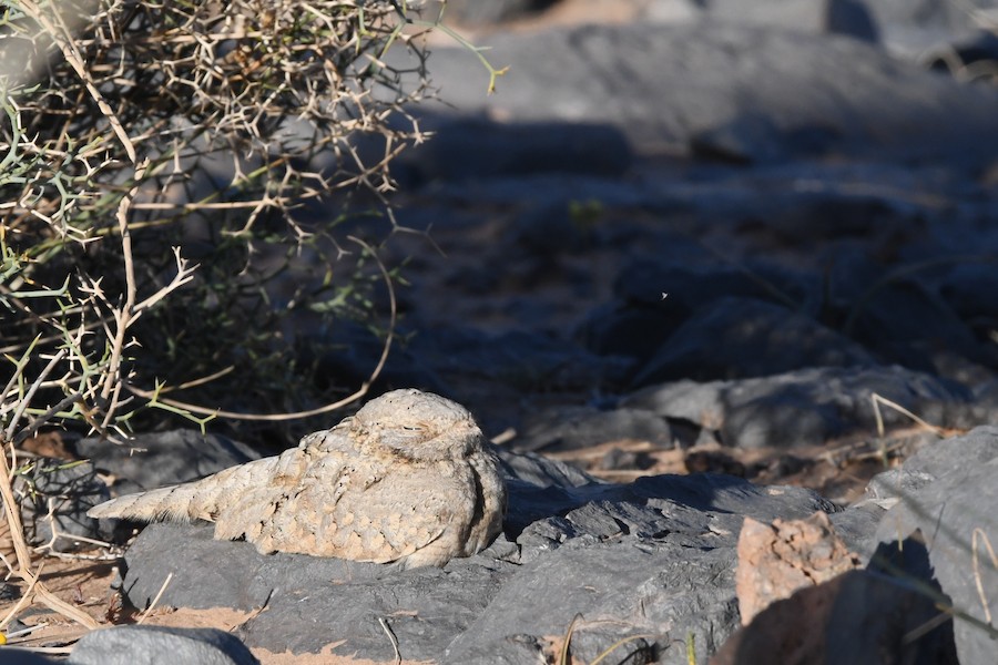 Zata egiptoarra - Asier Sarasua