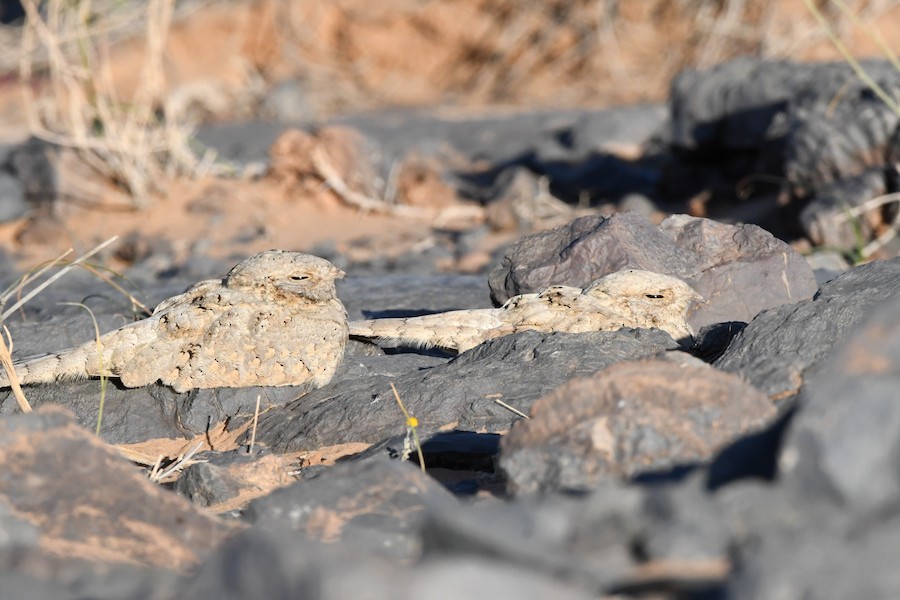 Zata egiptoarra - Asier Sarasua