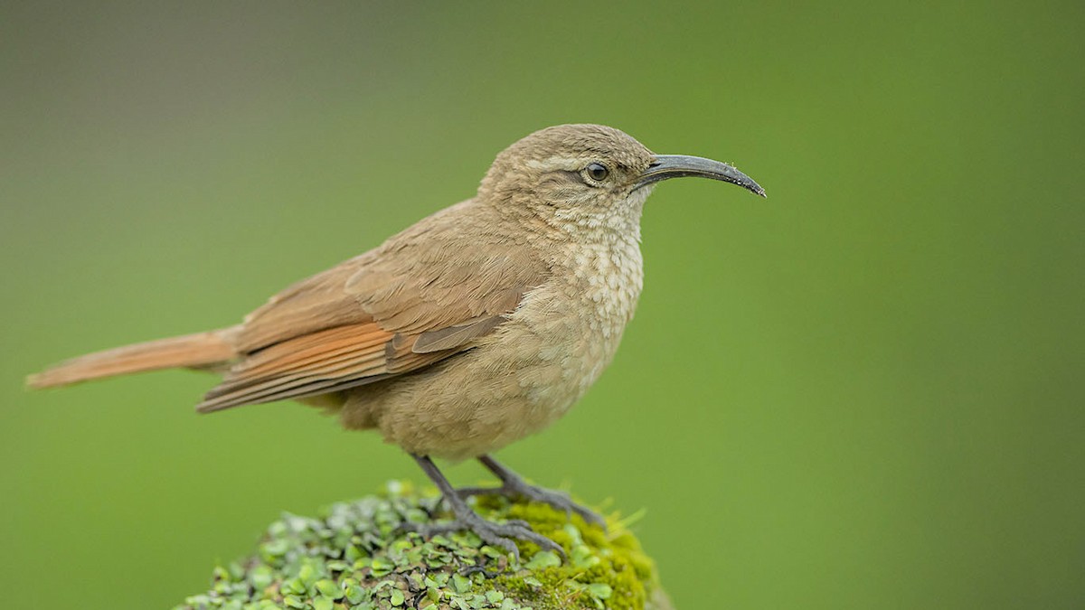 White-throated Earthcreeper - ML632436518