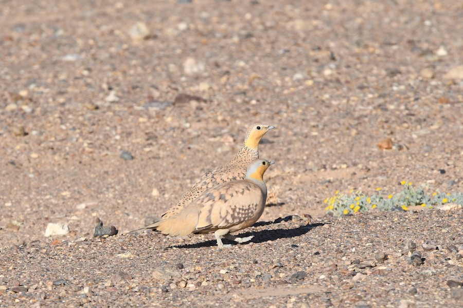 Spotted Sandgrouse - Asier Sarasua