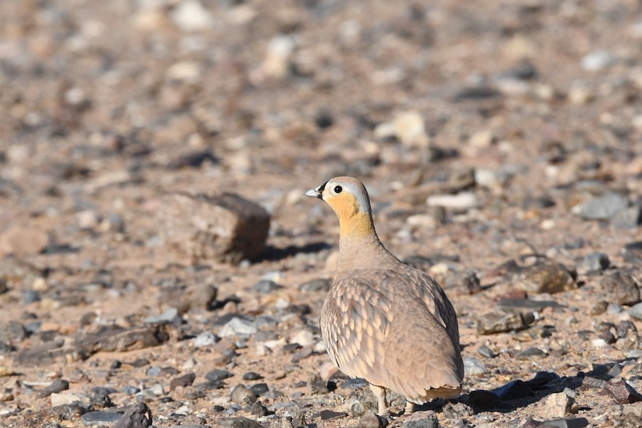Crowned Sandgrouse - Asier Sarasua