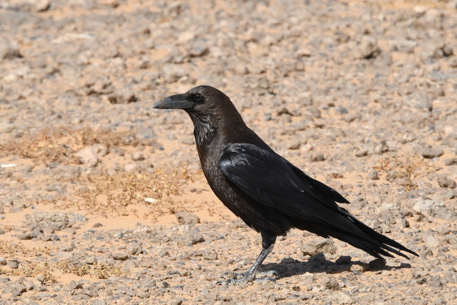 Basamortuko erroia - Asier Sarasua