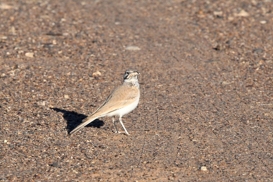 Ibis txoriandrea - Asier Sarasua