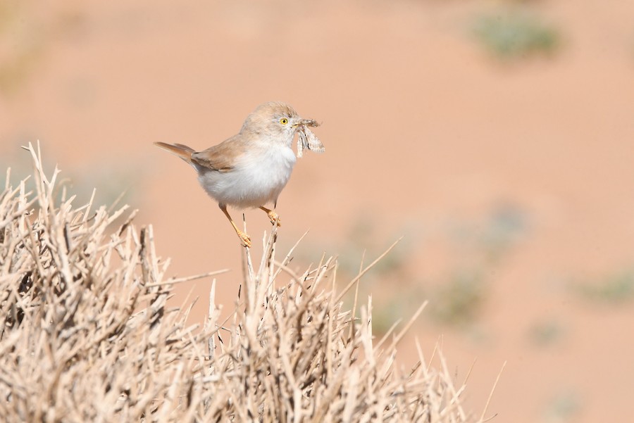 Txinbo sahararra - Asier Sarasua