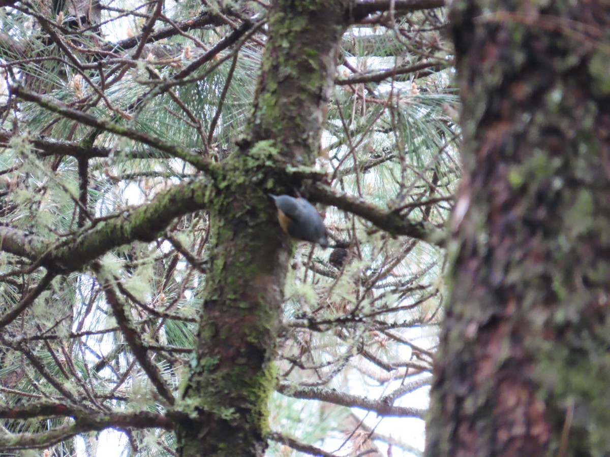 Eurasian Nuthatch - ML632436552