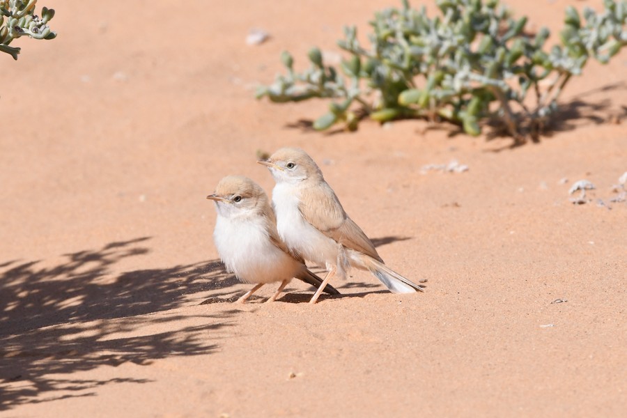 Txinbo sahararra - Asier Sarasua