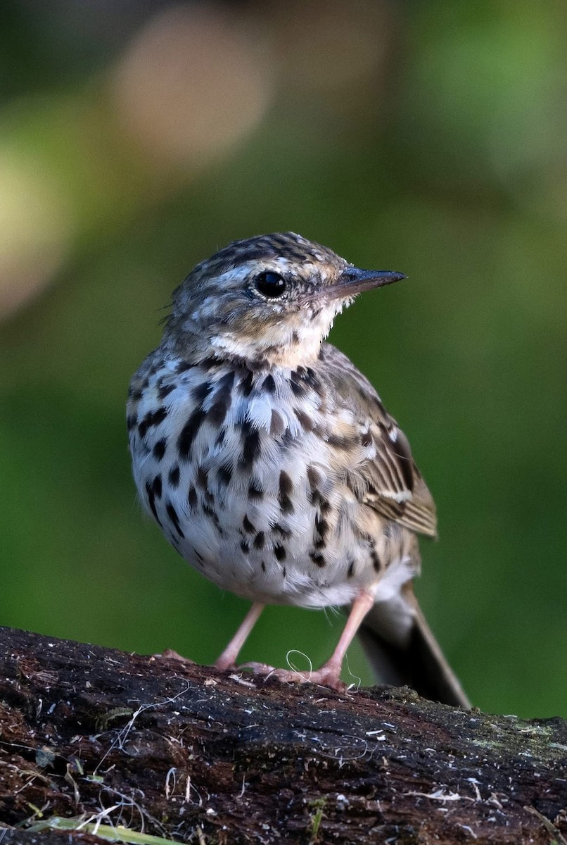 Prispolone indiano - ML632436570