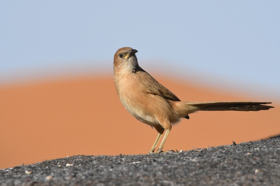 Fulvous Chatterer - Asier Sarasua