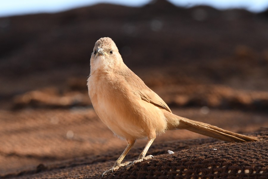 Fulvous Chatterer - Asier Sarasua