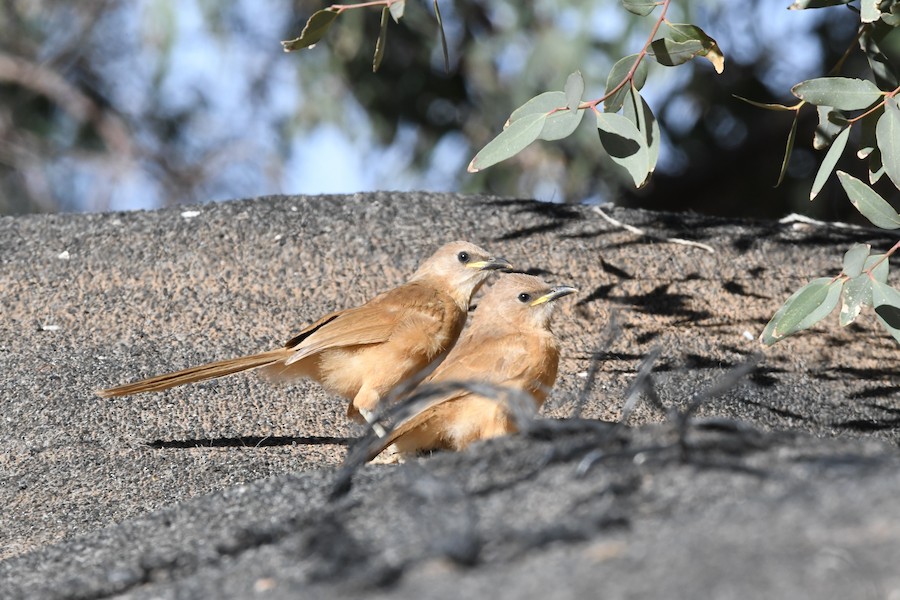 Fulvous Chatterer - Asier Sarasua