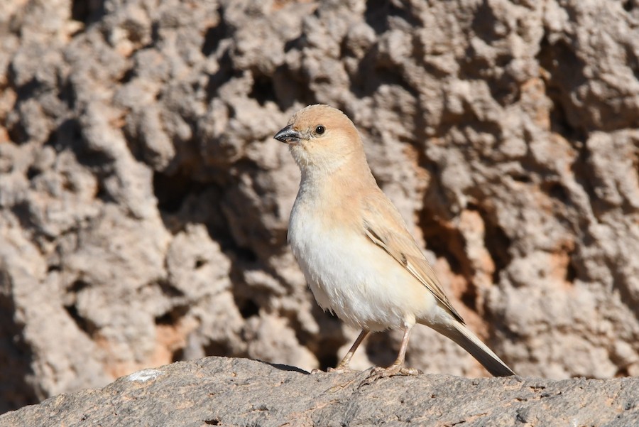 Desert Sparrow - Asier Sarasua