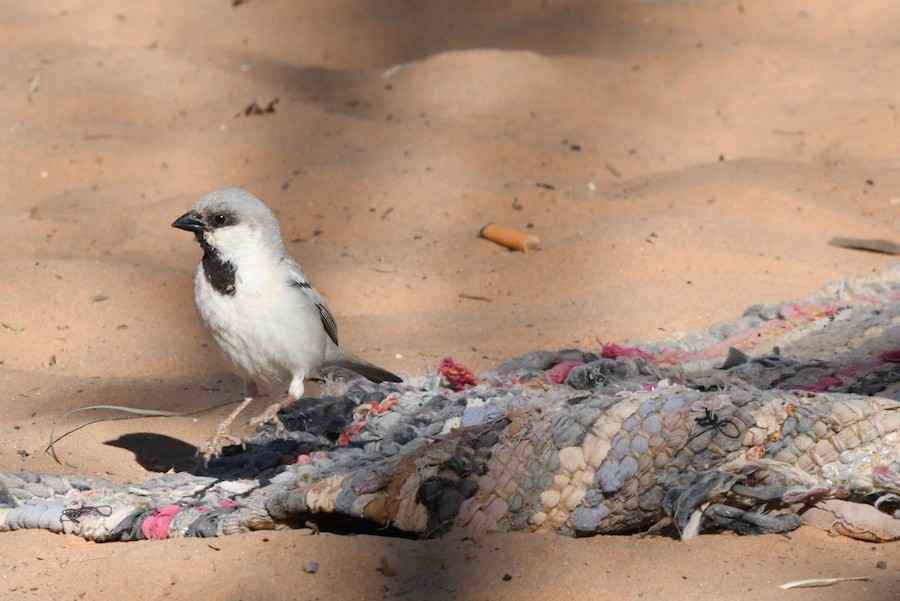 Desert Sparrow - Asier Sarasua