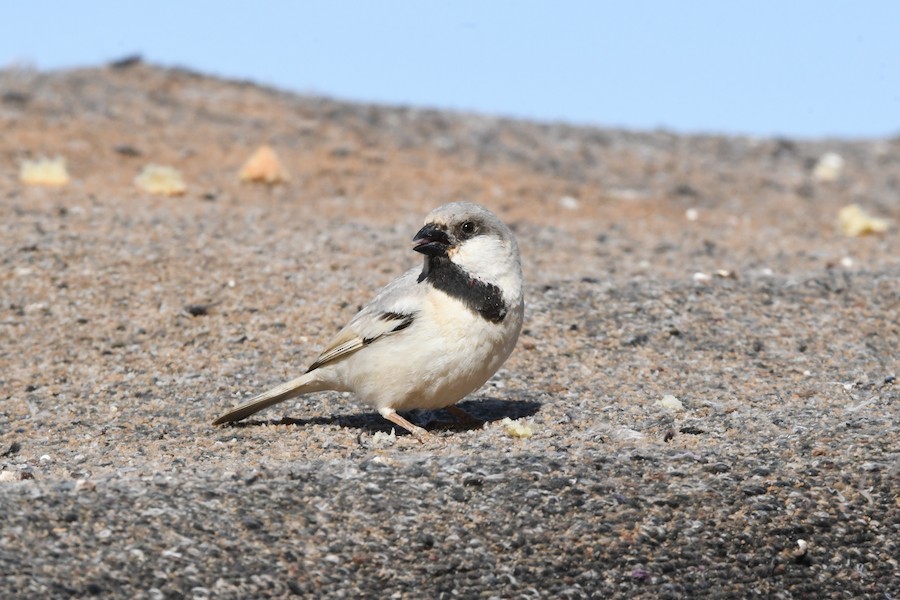 Desert Sparrow - Asier Sarasua