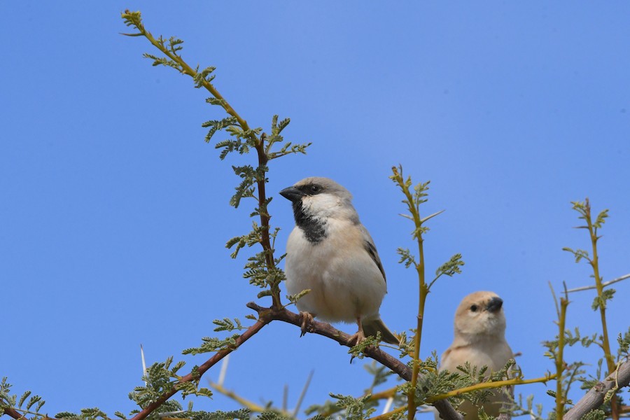 Desert Sparrow - Asier Sarasua