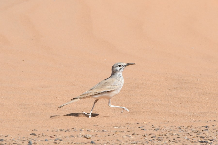 Ibis txoriandrea - Asier Sarasua