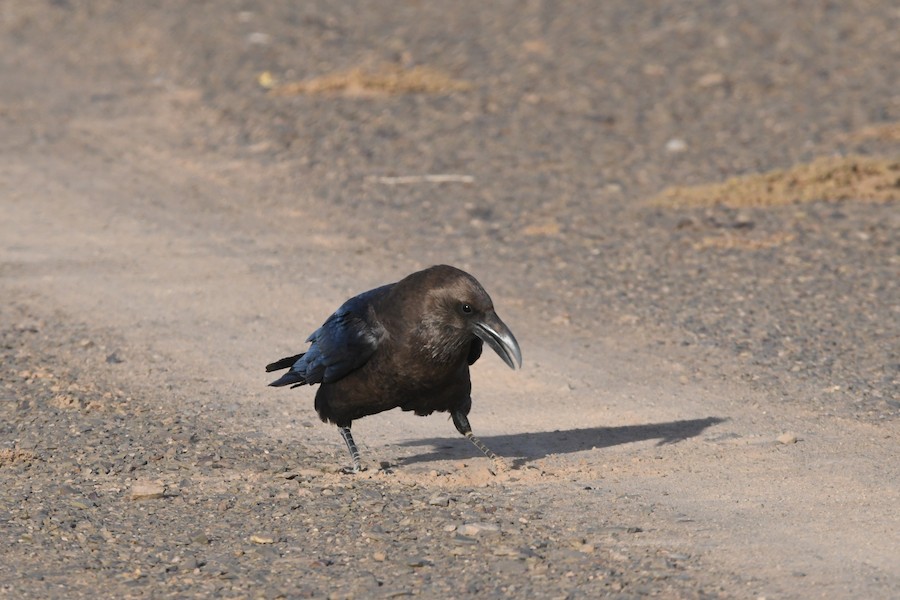 Basamortuko erroia - Asier Sarasua