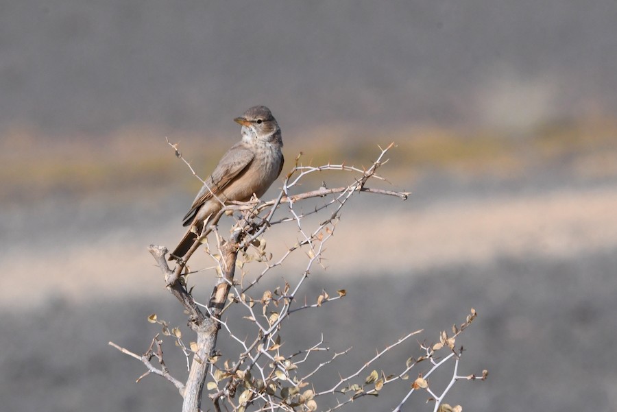 Basamortuko txoriandrea - Asier Sarasua