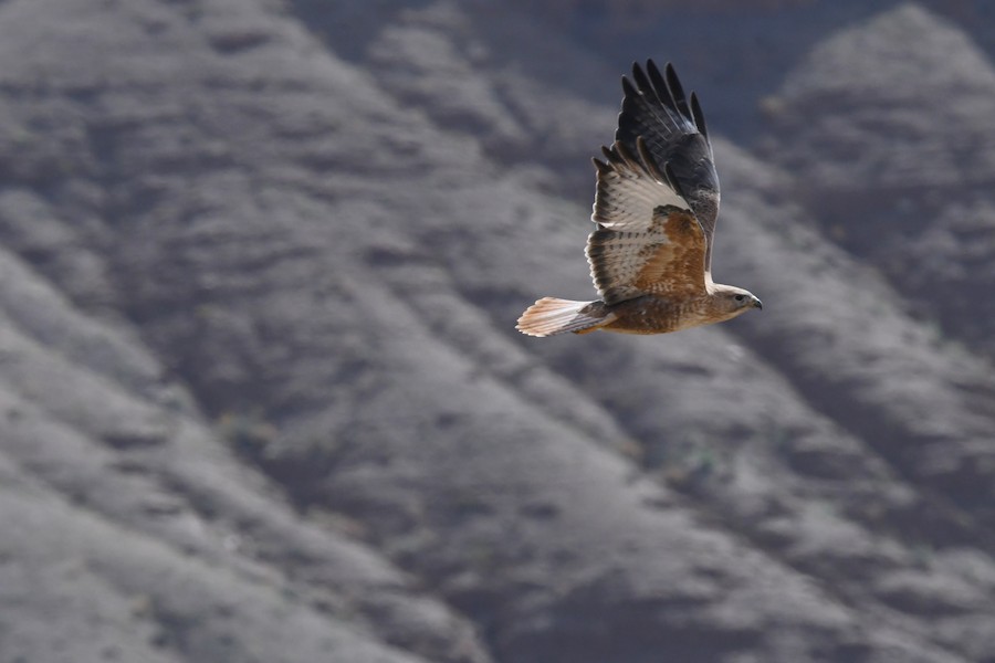Zapelatz handia (cirtensis) - Asier Sarasua