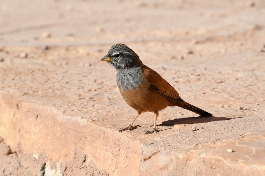 Berdantza sahararra - Asier Sarasua