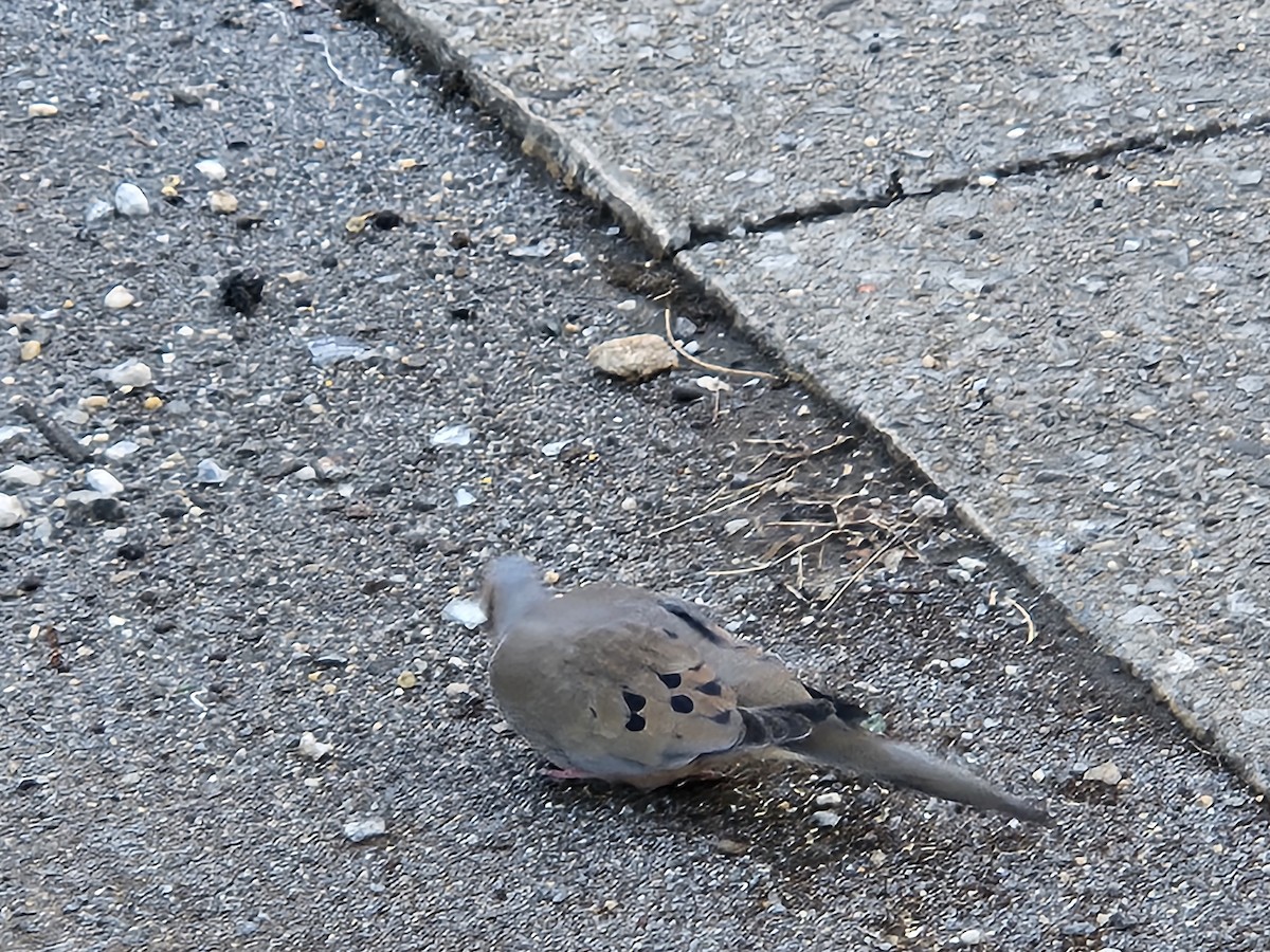 Mourning Dove - ML632436840