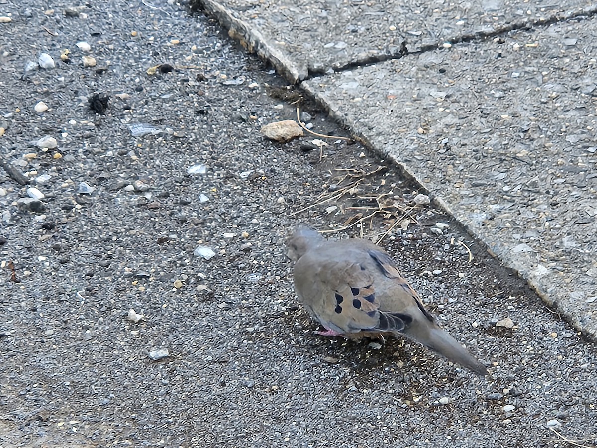Mourning Dove - ML632436841