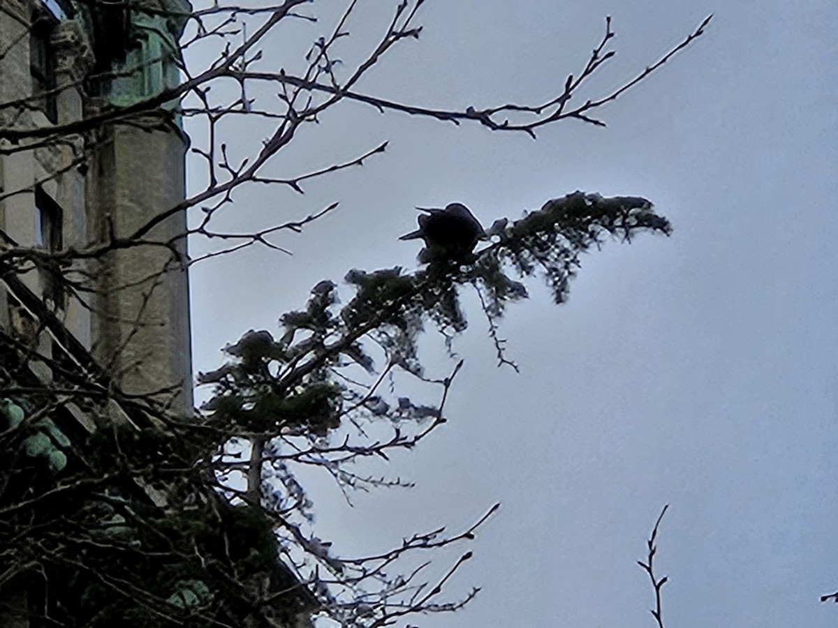 American Crow - ML632436866