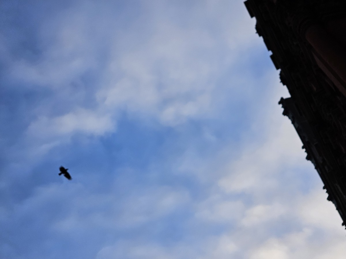 American Crow - ML632436867