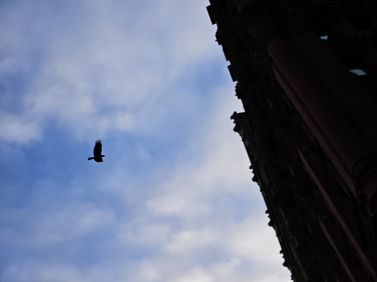 American Crow - ML632436868