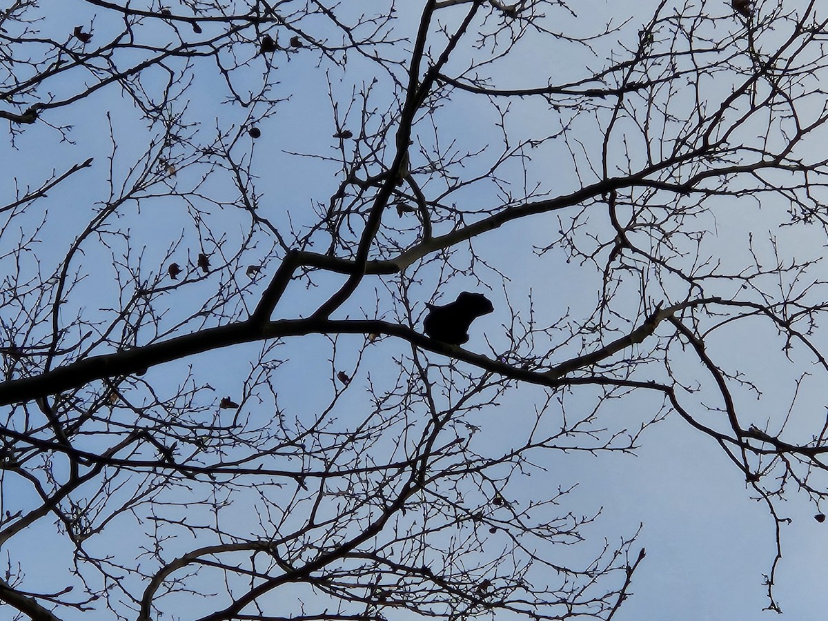 American Crow - ML632436869