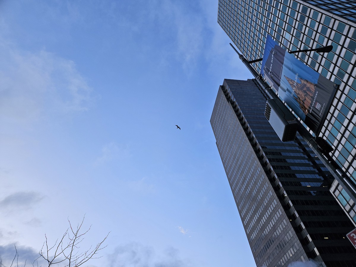 gull sp. - ML632436882